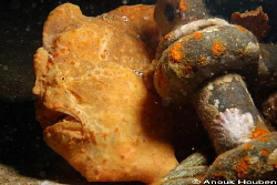 Giant angler fish, Antennarius commersonii. Kemod shoal, ... by Anouk Houben 